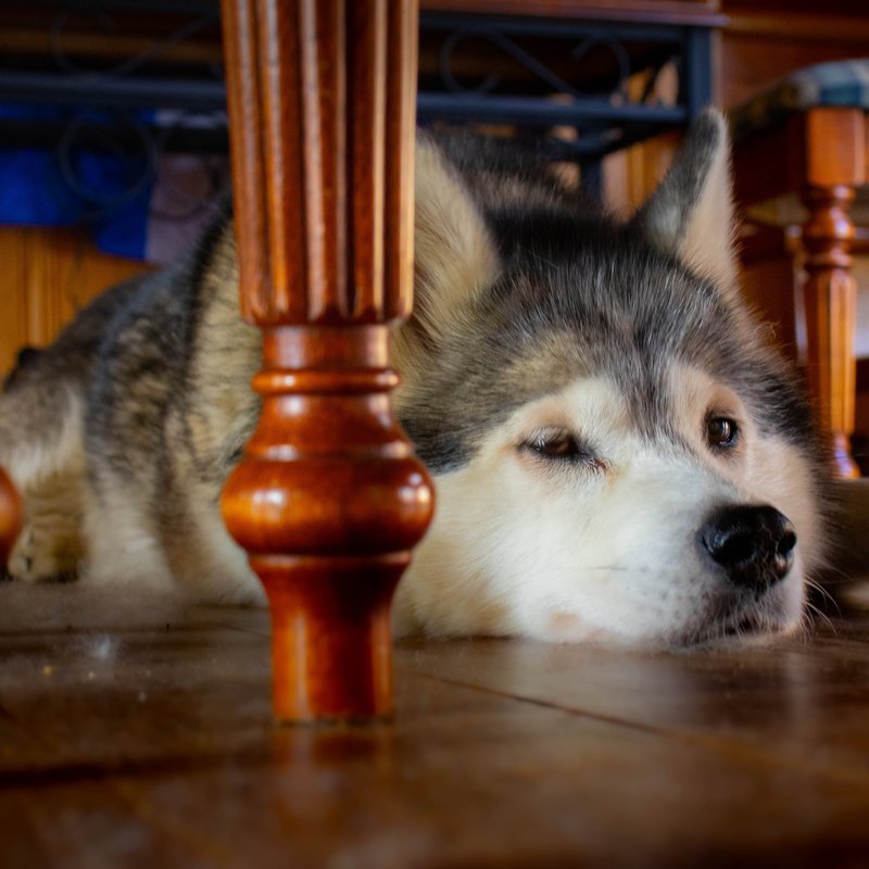 brown dog laying on white carpet - Keystone Carpets Inc in WA