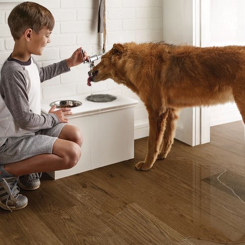 Child Providing Drinking Water For A Dog