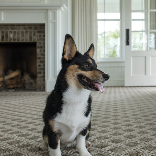 Corgi dog on carpet - keystone carpets inc in WA